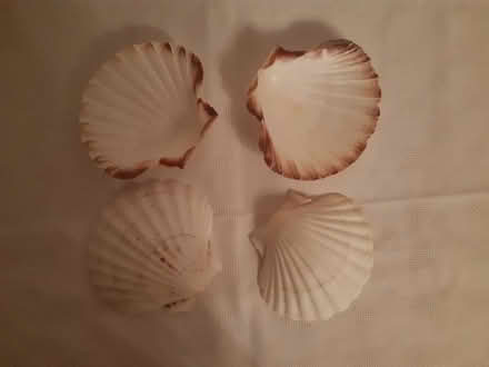 Photo of free 4 Scallop Shells (Cromford DE4) #1