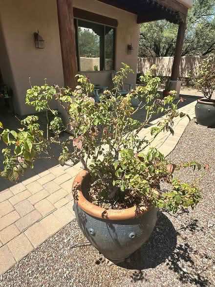 Photo of free Rose bushes (Northeast Tucson/Tanque Verde) #2