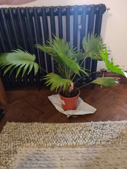 Photo of free Livistona Rotundifolia plant (Solihull B92) #1