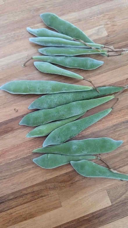 Photo of free Wisteria seed pods (Old Walcot SN3) #1