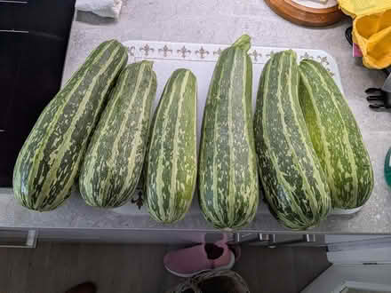 Photo of free Marrows for cooking (Cleethorpes DN35) #1