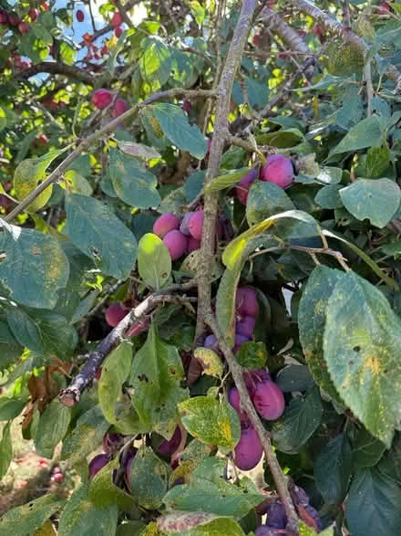 Photo of free Plums (Norton LD8) #1