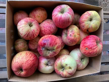 Photo of free apples (Kirkland) #1