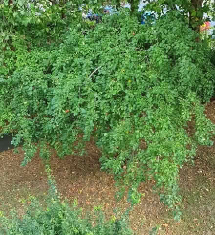 Photo of free Crab Apples. (Cupids Green HP2) #1