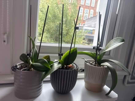 Photo of free 3 mini orchards (SW11 Battersea) #1