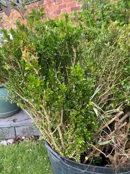 Photo of free Bundle of box bushes (Manchester M20) #1