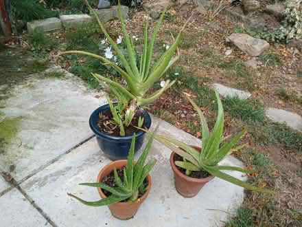 Photo of free 3 Aloe Vera plants (Barnby dun DN3) #1