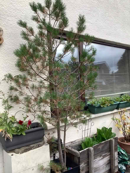 Photo of free Tree (Caton LA2) #1