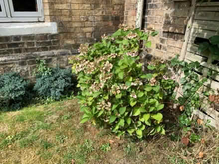 Photo of free Hydrangea (Lissington LN3) #1