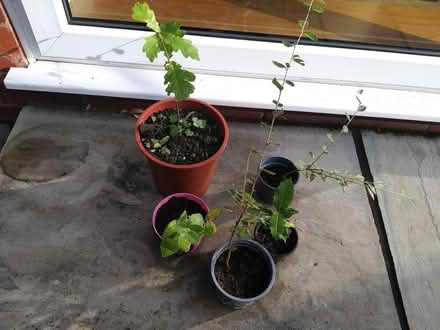 Photo of free Oak sapling, cotoneaster x2, holly plant and mystery plant (Penwortham PR1) #1