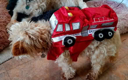 Photo of free Doggy Costume (Assarts Farm Estate NG16) #3