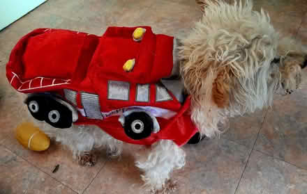 Photo of free Doggy Costume (Assarts Farm Estate NG16) #1