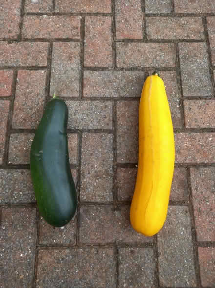 Photo of free Marrows (Holgate YO24) #1