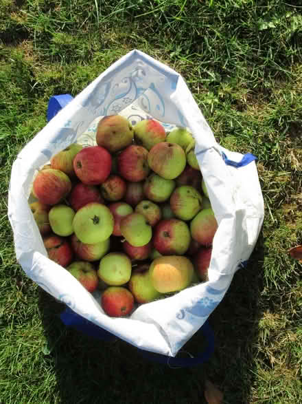 Photo of free Apples (Oxgangs EH13) #1
