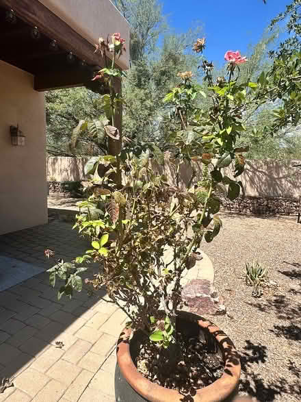 Photo of free Rose bushes (Northeast Tucson/Tanque Verde) #3