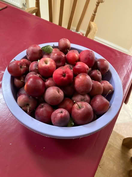 Photo of free Red crab apples (Bear Flat) #1