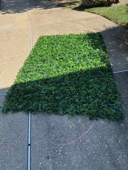 Photo of free Large fake greenery backdrop (Potomac) #1