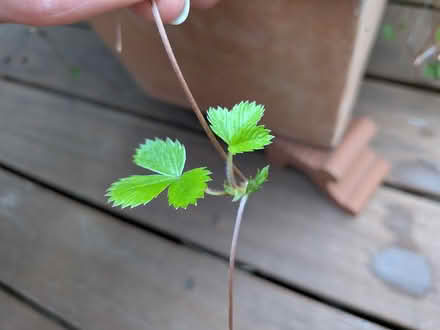 Photo of free Himalayan strawberry runners (SW19) #2