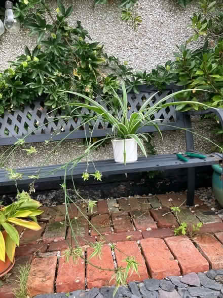 Photo of free Spider plant with babies (Ifton Heath SY11) #1