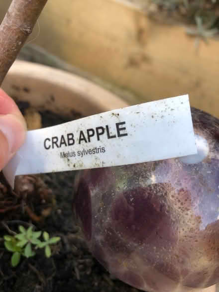Photo of free Crab apple tree (Langley Park DH7) #2