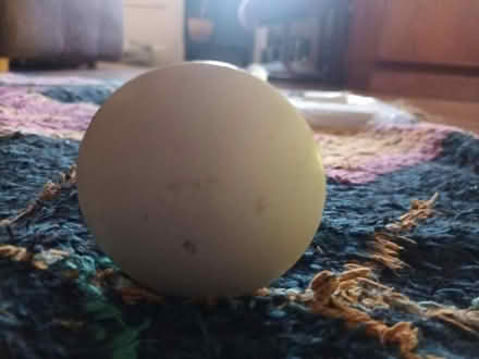 Photo of free Curtain pole (Catton NR6) #2