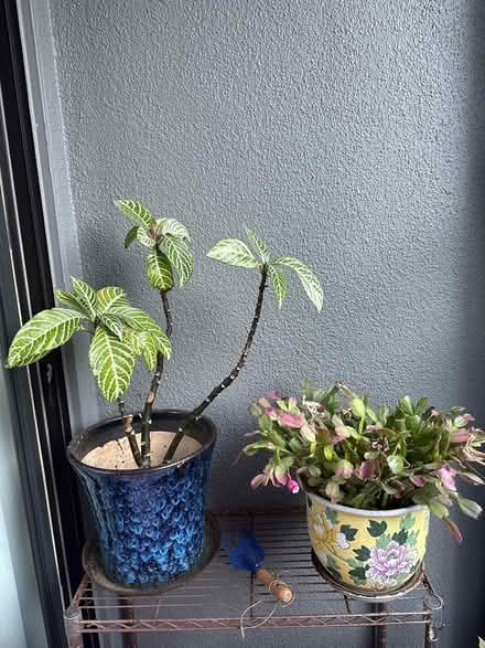 Photo of free House plants (North point) #1