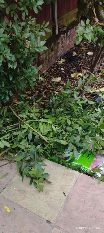 Photo of free 100s of fresh Bay leaves free for the taking. (Rayner's Lane HA2) #1