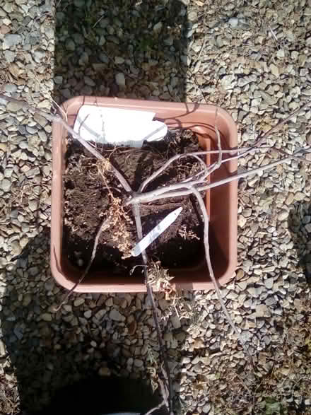 Photo of free 2 small fig trees (Harrogate. HG1.) #2