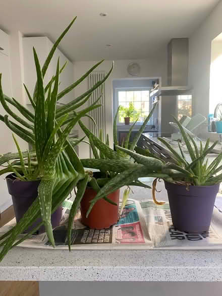 Photo of free Aloe vera plants (Maidenhead SL6) #1