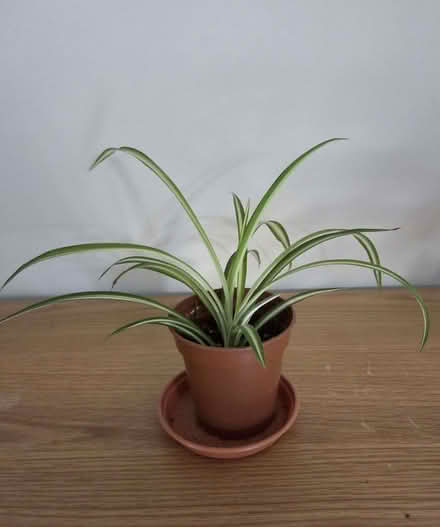 Photo of free Spider Plant (Aston Clinton HP22) #1