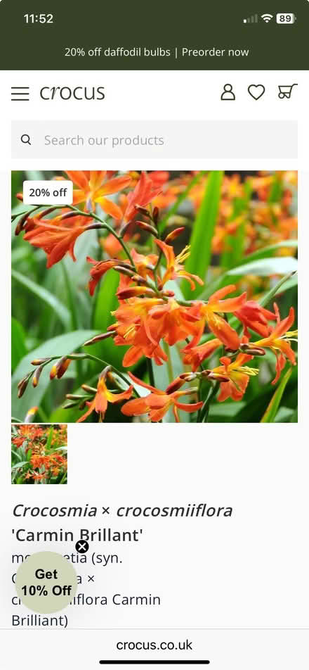 Photo of free Crocosmia corms (Bracknell RG12) #1