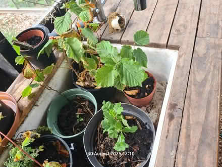 Photo of free Hazelnut and oak saplings (BS24) #1