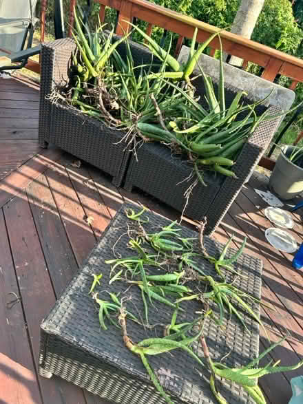 Photo of free Aloe plants (Miami Gardens Winn Dixie) #1