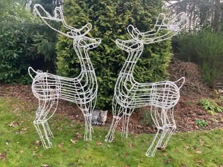 Photo of free Super large Christmas reindeer x 2 (Nork SM7) #2