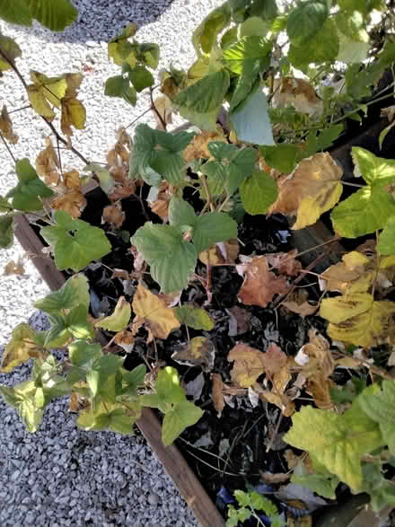 Photo of free Autumn fruiting rasberry canes. (Southport PR9) #1