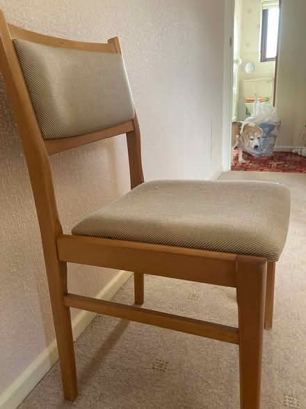 Photo of free Dining chairs (Bradford BD2) #1