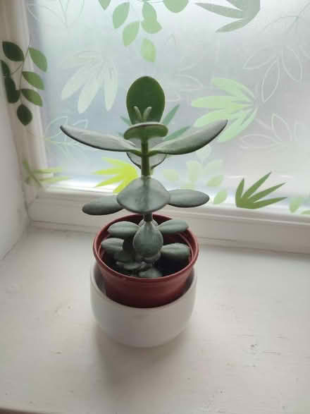 Photo of free Crassula ovata (Rhosllanerchrugog LL14) #1