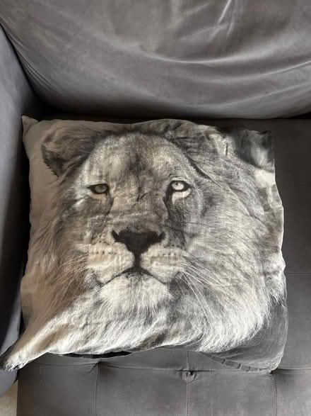 Photo of free Lion pillow (Trowbridge BA14) #1