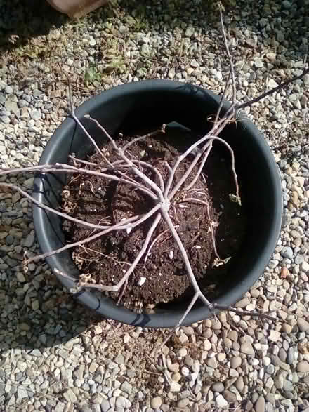 Photo of free 2 small fig trees (Harrogate. HG1.) #3