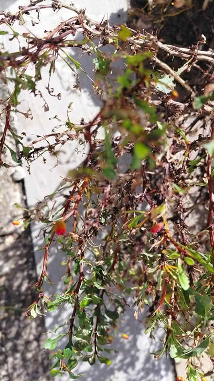 Photo of free Small shrub (Sheffield 12 S12) #1
