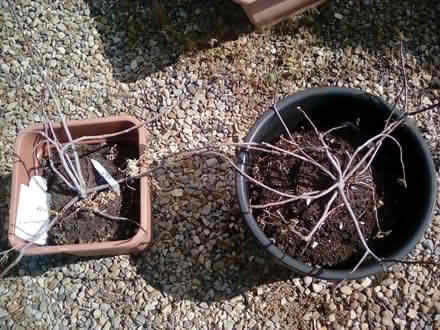 Photo of free 2 small fig trees (Harrogate. HG1.) #1