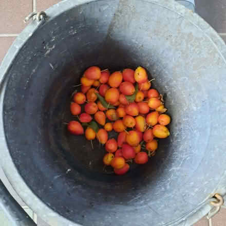 Photo of free Crab apples (Southport PR9) #1