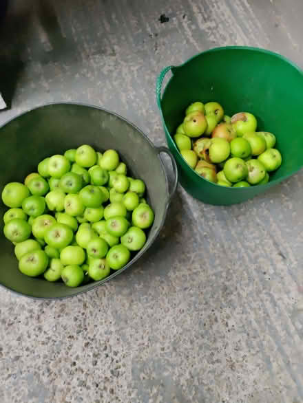 Photo of free More cooking apples (California DE22) #1