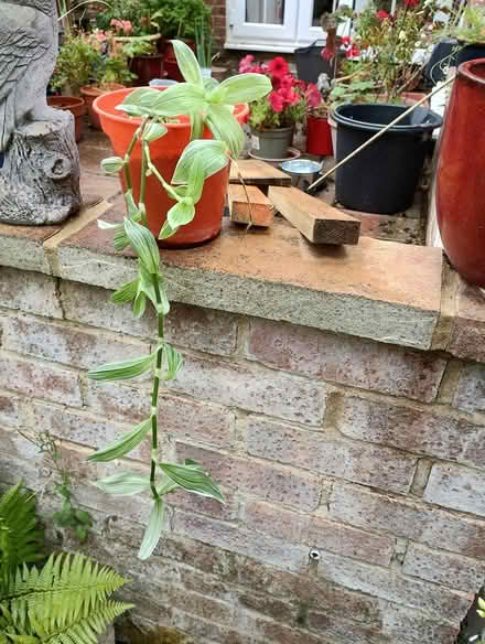 Photo of free Houseplant (Bratton) #1