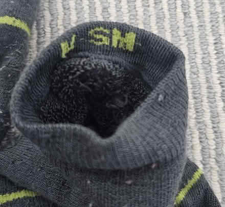 Photo of free 2x Kids Merino Ski Socks 6.5-8 (Hounslow TW3) #3