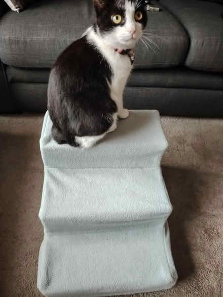 Photo of free Small pet Steps (Southport PR8) #1