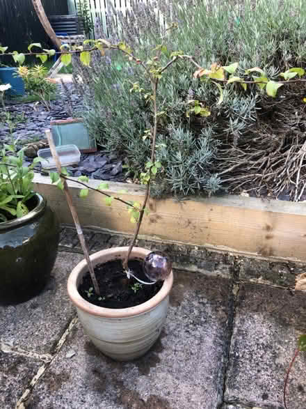 Photo of free Crab apple tree (Langley Park DH7) #1