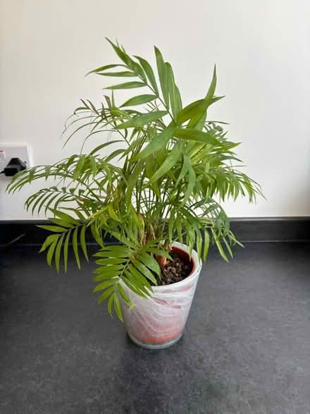 Photo of free Parlour Palm House plant (Wigston Magna) #1