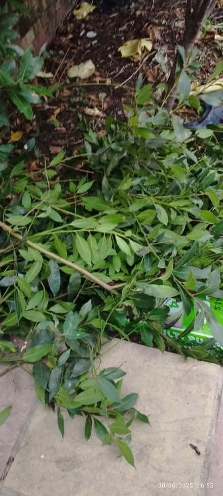 Photo of free 100s of fresh Bay leaves free for the taking. (Rayner's Lane HA2) #2