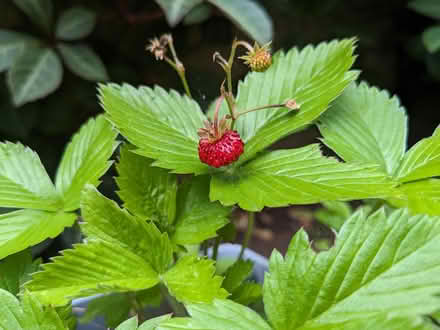 Photo of free Himalayan strawberry runners (SW19) #3